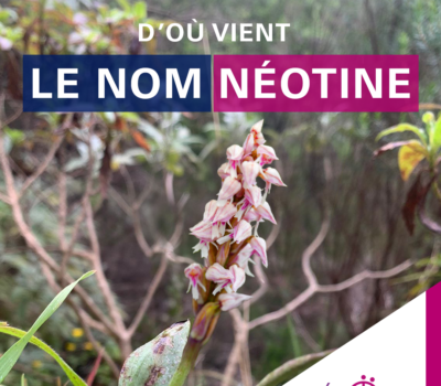 D’où vient le nom Néotine ?